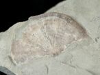 Enrolled Flexicalymene Trilobite With Brachiopod #14136-2